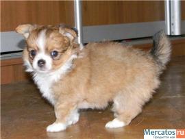 Очень красивые щенки! 7